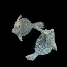 Biota Aiptasia Eating Filefish