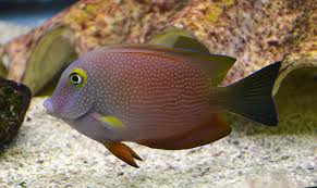 Spotted Yellow Eye Bristletooth Tang
