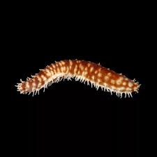 Tiger Tail Sea Cucumber