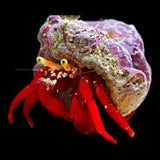 Scarlet Hermit Crab