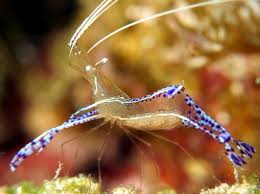 Pederson's Cleaner Shrimp