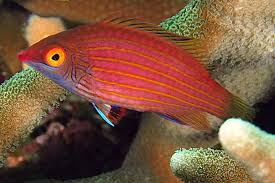 Cryptic / Pink Streaked Wrasse