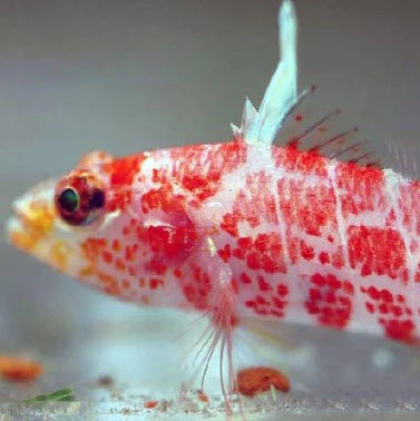 Geometric Pygmy Hawkfish