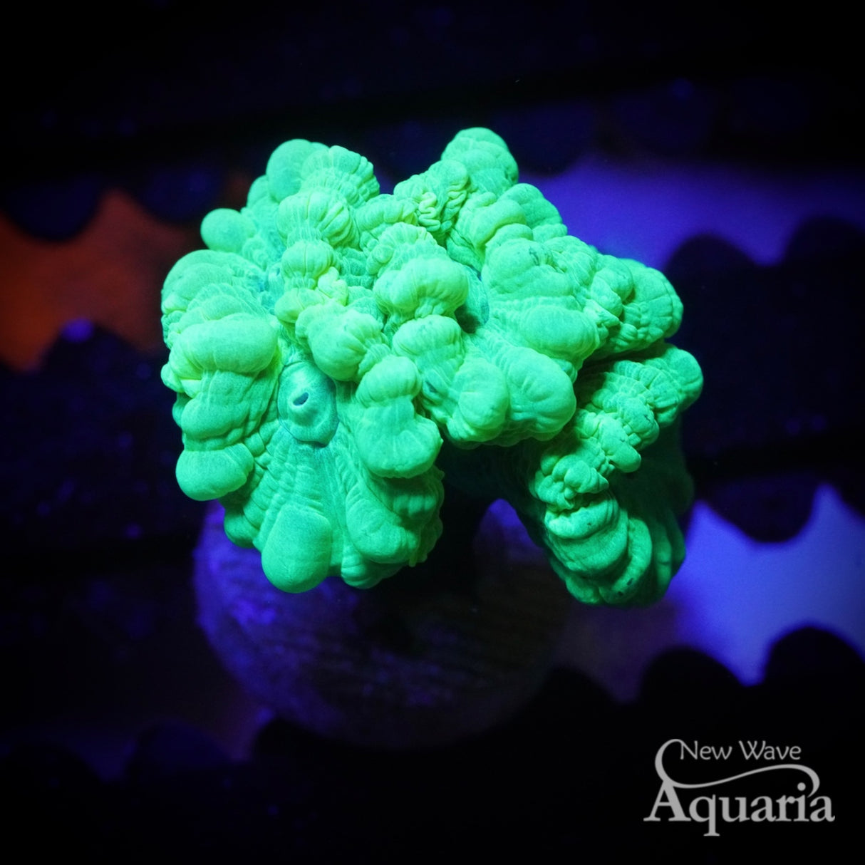 Kryptonite Candy Cane Coral