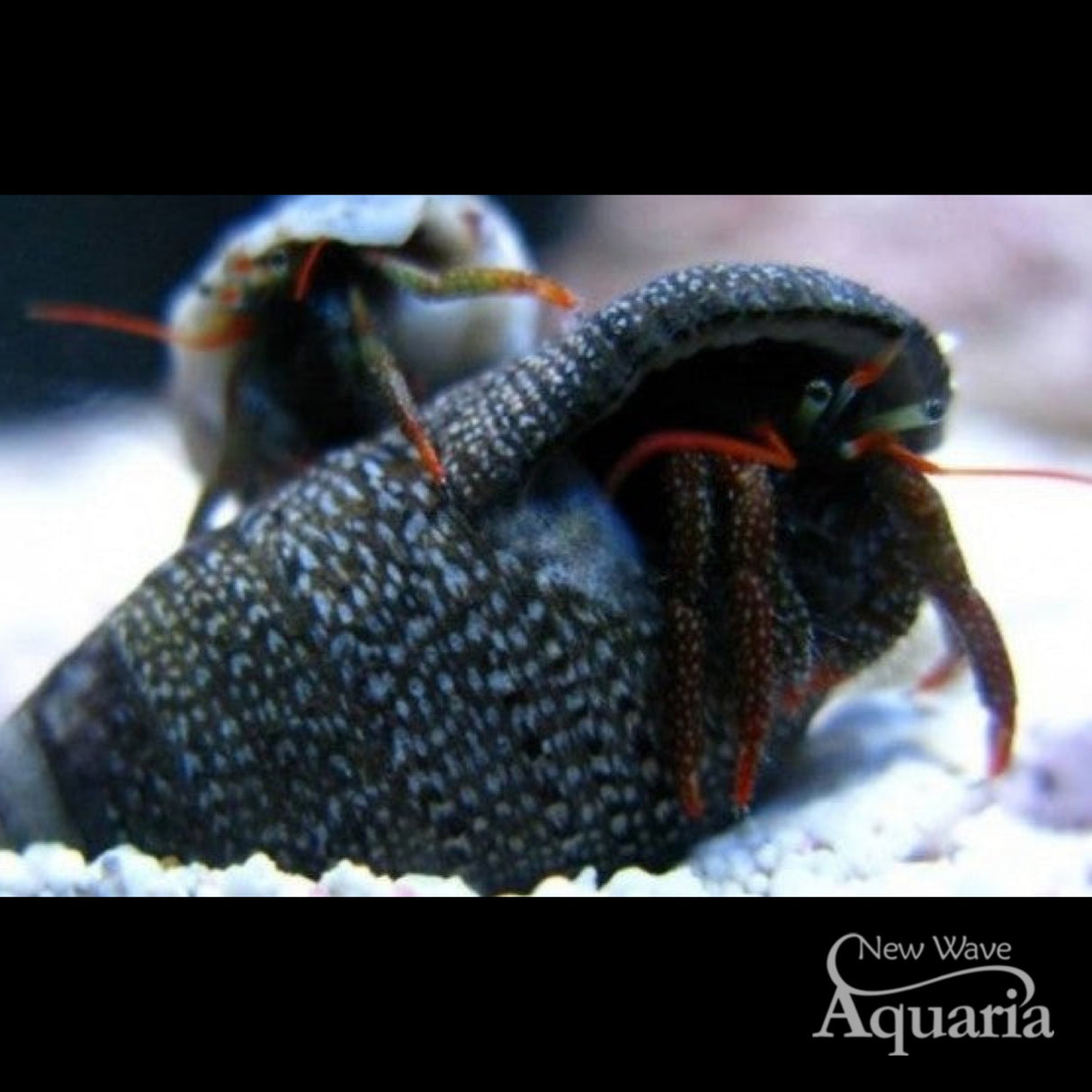 Red Leg Hermit Crab - 5 Pack