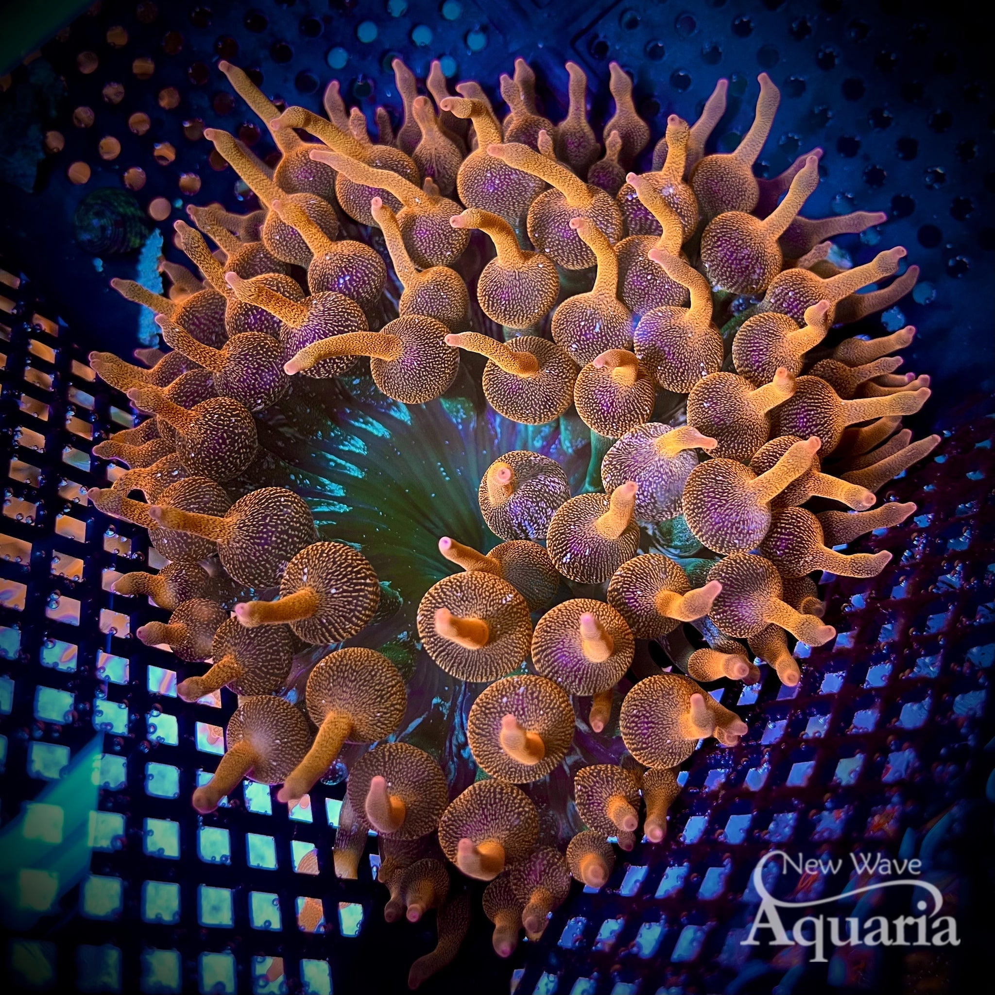 Rainbow Bubble Tip Anemone – New Wave Aquaria