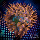 Rainbow Bubble Tip Anemone