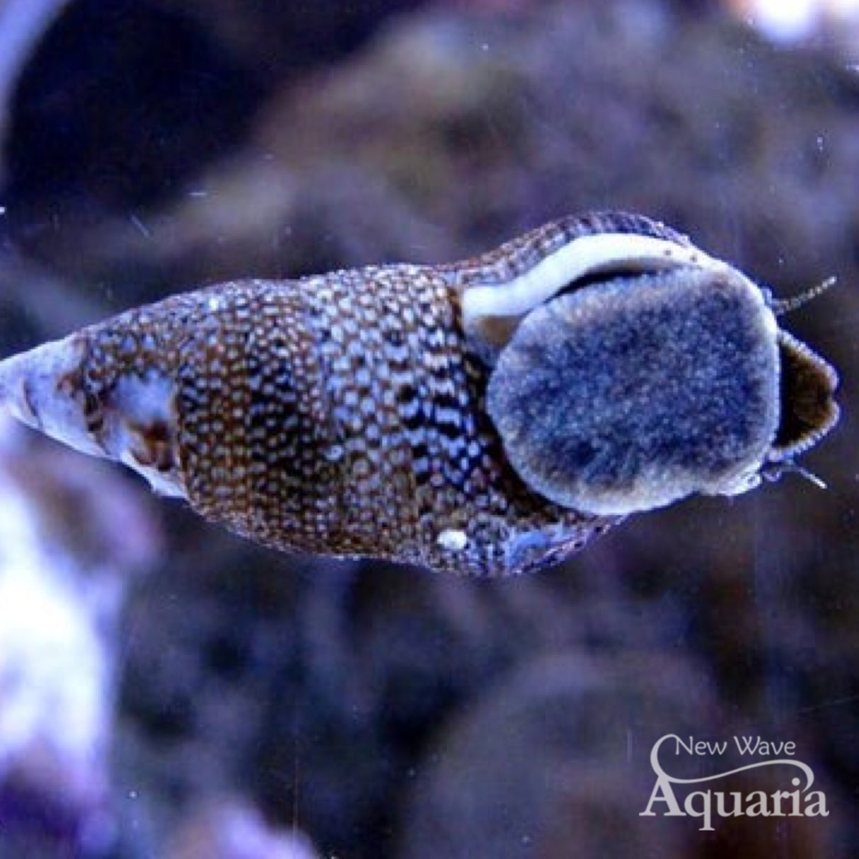 Coraline Cerith Snail - 6 Pack