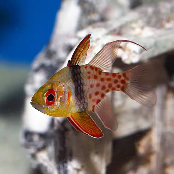 Pajama Cardinalfish