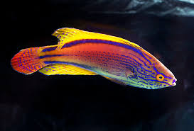 Lineatus Wrasse