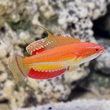 McCosker's Fairy Wrasse