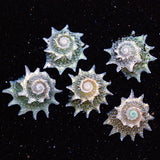 Spiny "Ninja Star" Astrea Snail - 6 Pack