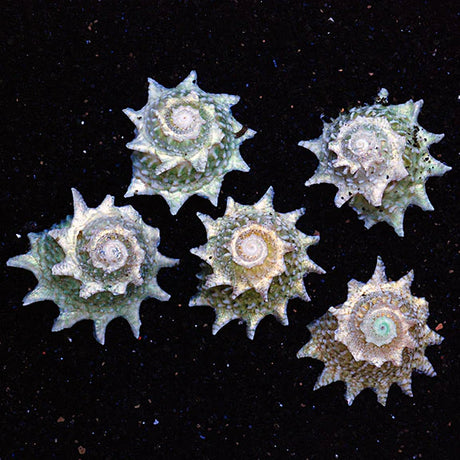 Spiny "Ninja Star" Astrea Snail - 6 Pack