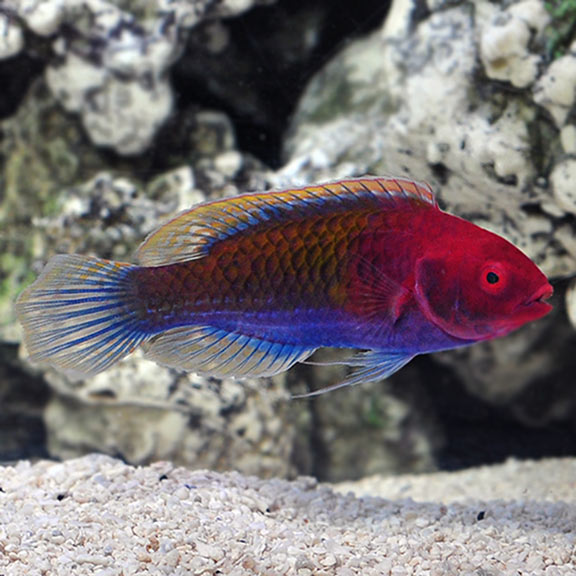 Ruby Headed Fairy Wrasse