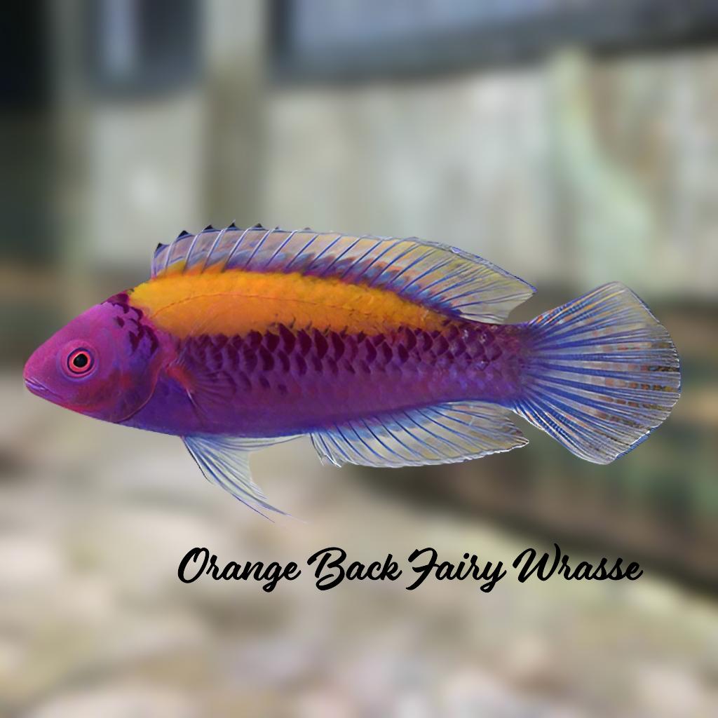 Orange Back Fairy Wrasse