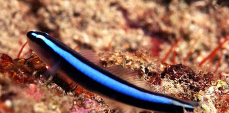 Bluestripe Neon Cleaner Goby