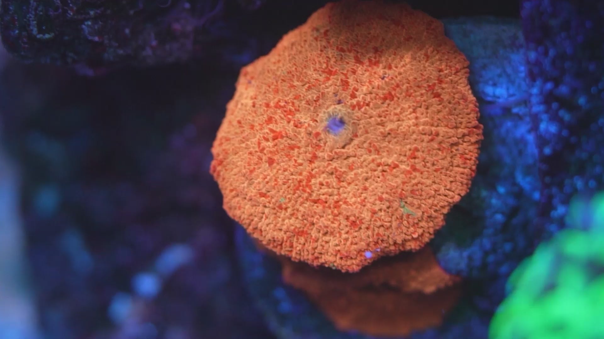 Soft Corals – New Wave Aquaria