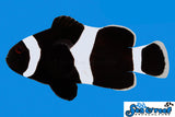 Black Darwin Ocellaris Clownfish