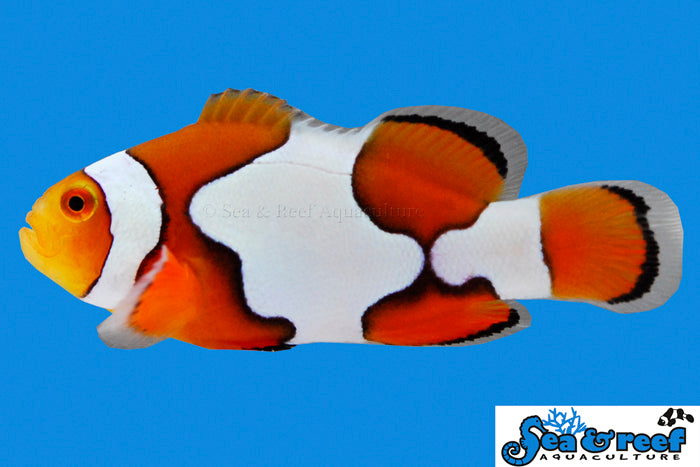 Picasso Clownfish (Grade B)