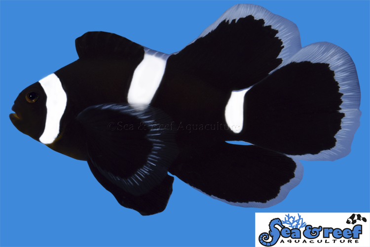 Black Darwin Longfin Clownfish
