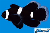 Black Darwin Longfin Clownfish
