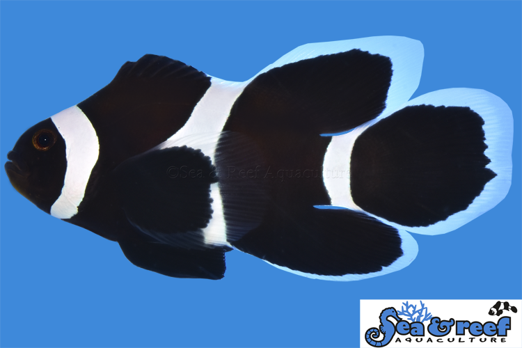 Black Darwin Longfin Clownfish