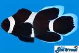 Black Darwin Longfin Clownfish