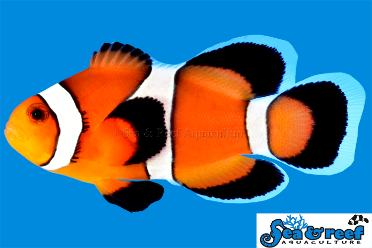 Longfin Ocellaris Clownfish