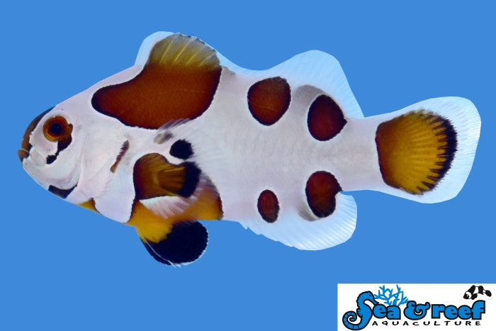 Mocha Storm Clownfish