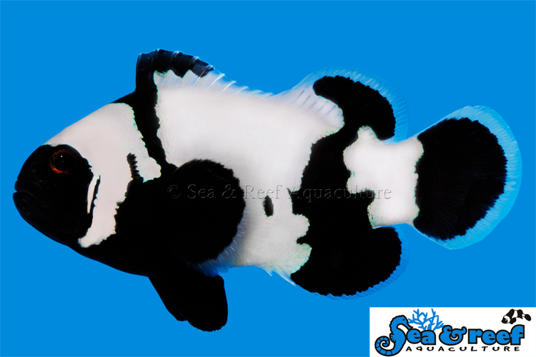 Ultra Black Phantom Clownfish
