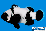 Ultra Black Phantom Clownfish