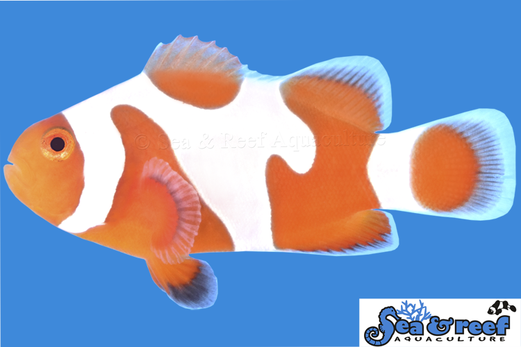Tangerine DaVinci Grade A Clownfish