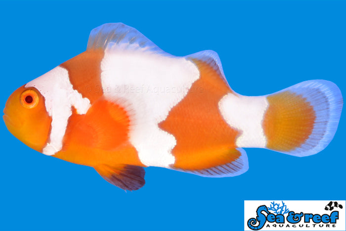 Tangerine Snowflake Clown