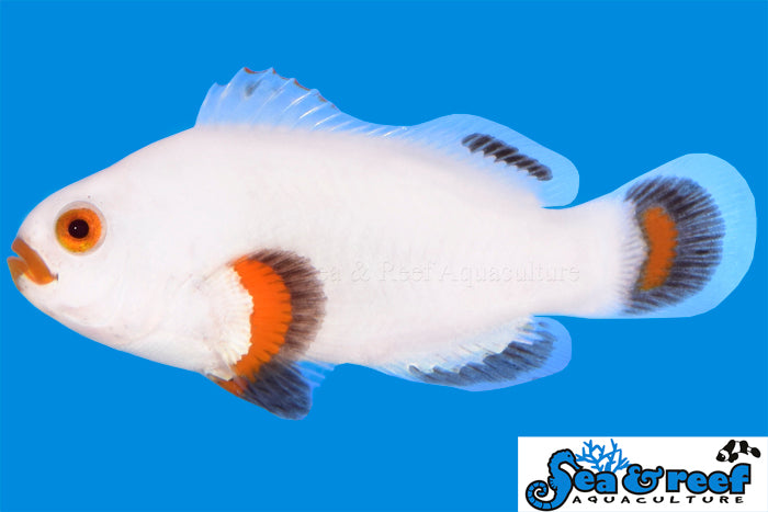 Tangerine Solar Storm Clownfish