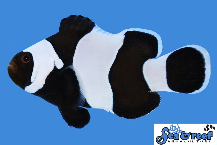 Wide Bar Black Gladiator Clownfish