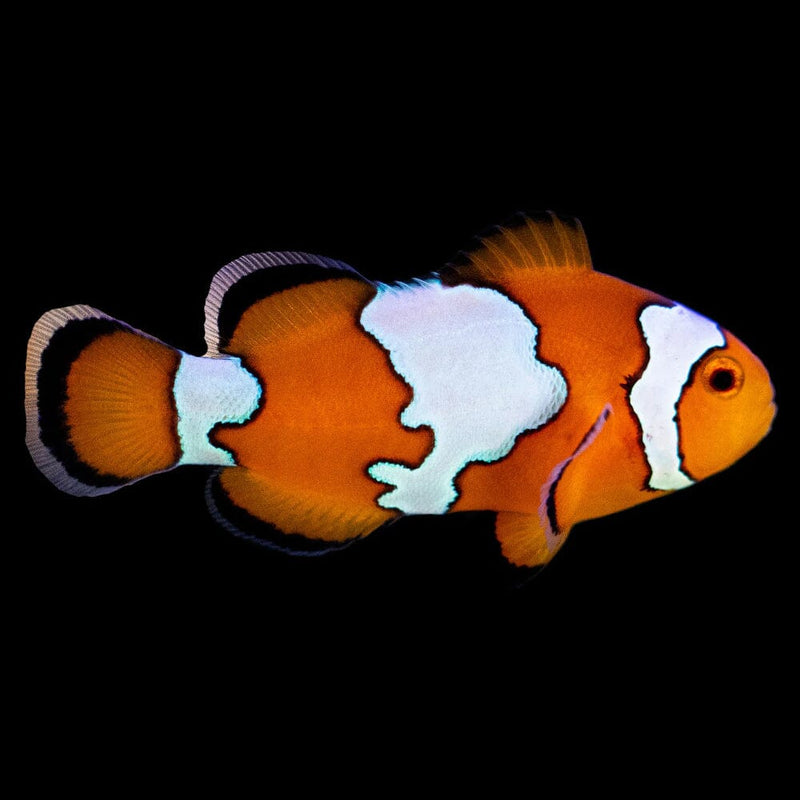 NWA Snowflake Clownfish – New Wave Aquaria