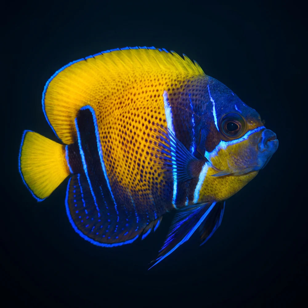 Majestic Angelfish
