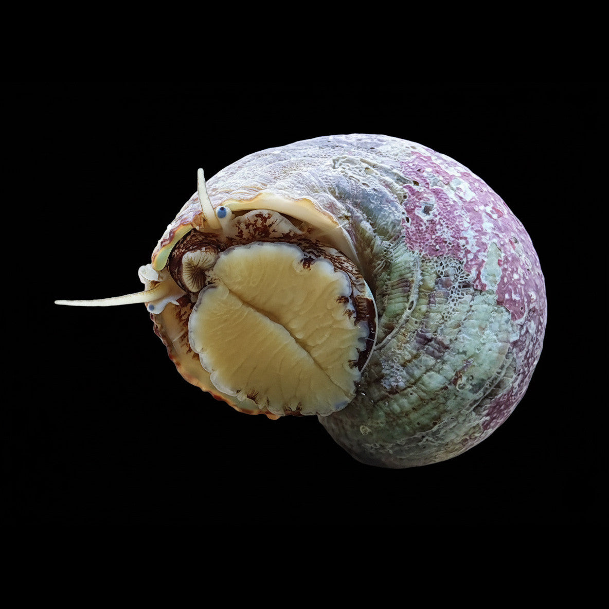 Tropical Turbo Snail - 5 Pack