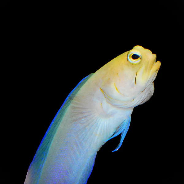 Pearly Jawfish