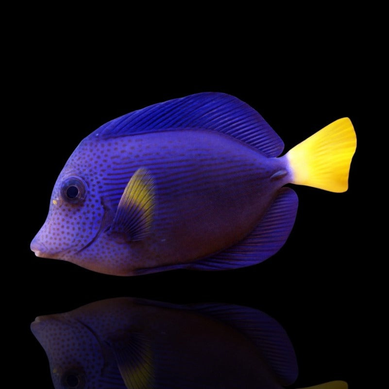 t*o様 Too Fish Japan-exclusive Purple 5’0 Too Fish Japan-exclusive Color Purple – FIREWIRE JAPAN