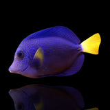 Purple Tang