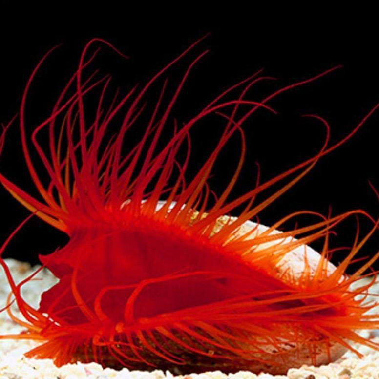 Electric Flame Scallop