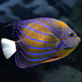 BIOTA Annularis Angelfish