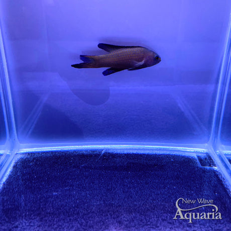 Randall's Assessor Basslet
