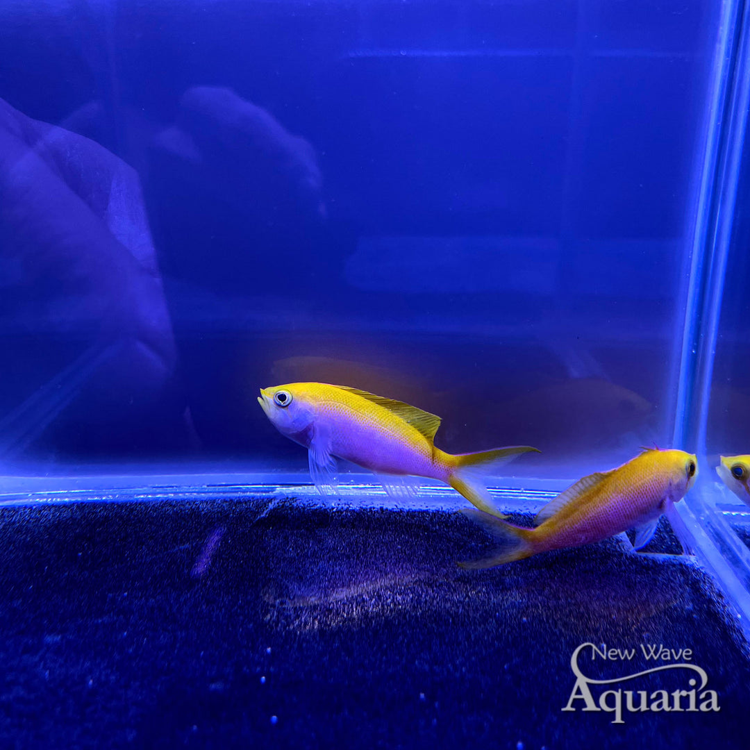 Bartlett Anthias