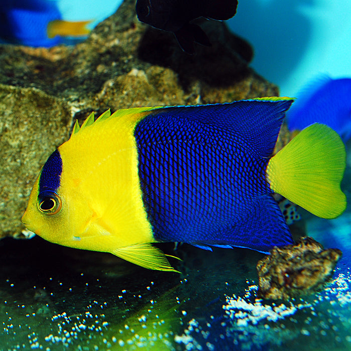 Bicolor angelfish care 2025