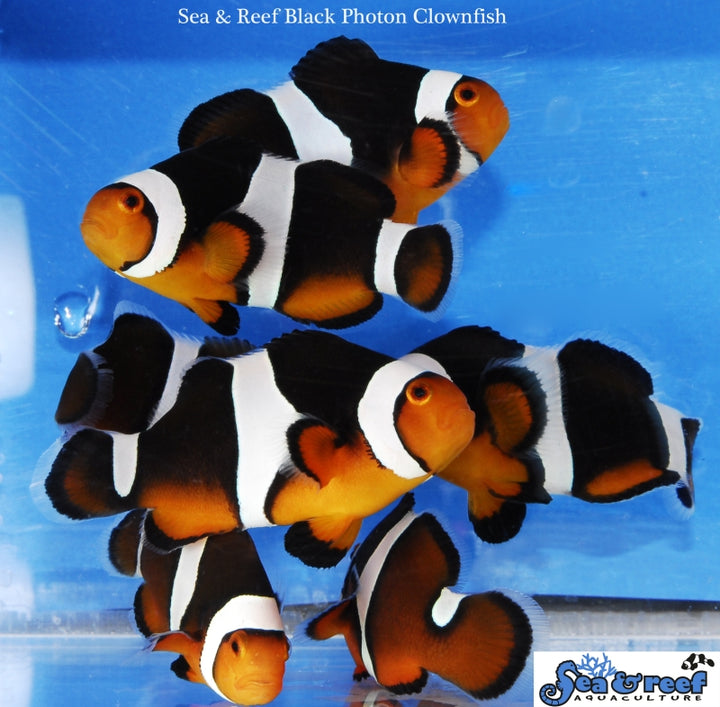 Black Photon Clownfish