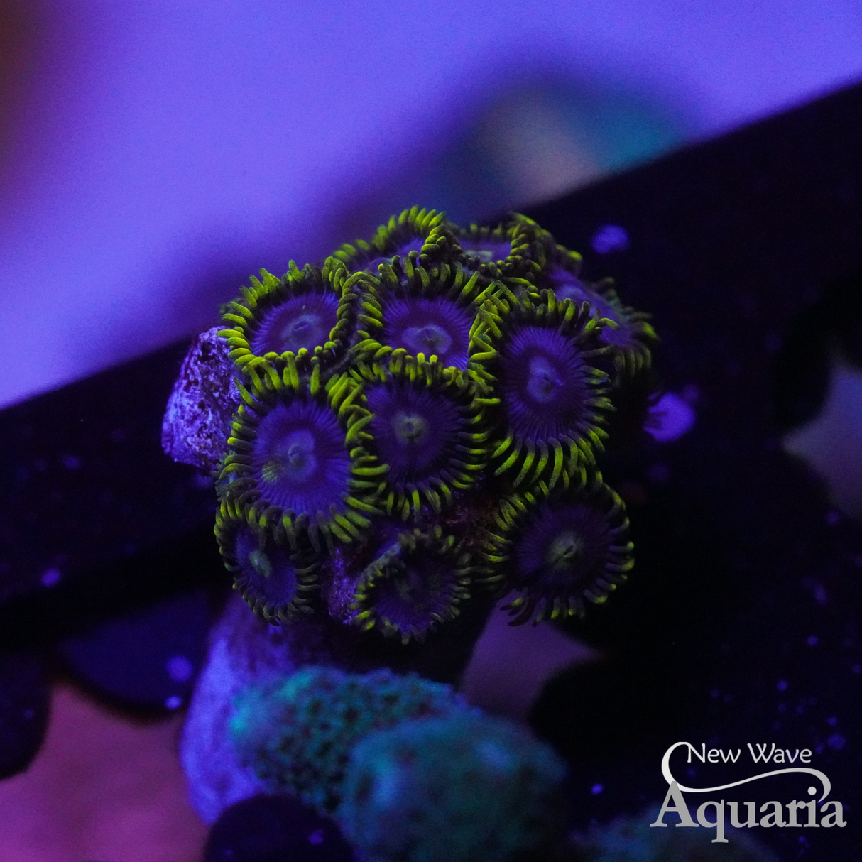 Blueberry Fields Zoa