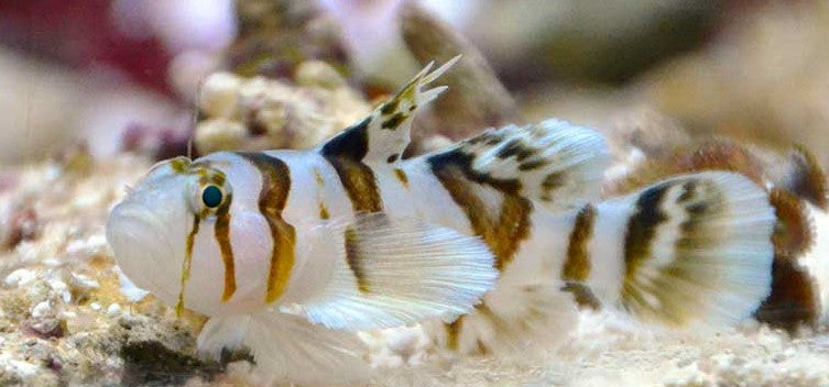 Circus goby