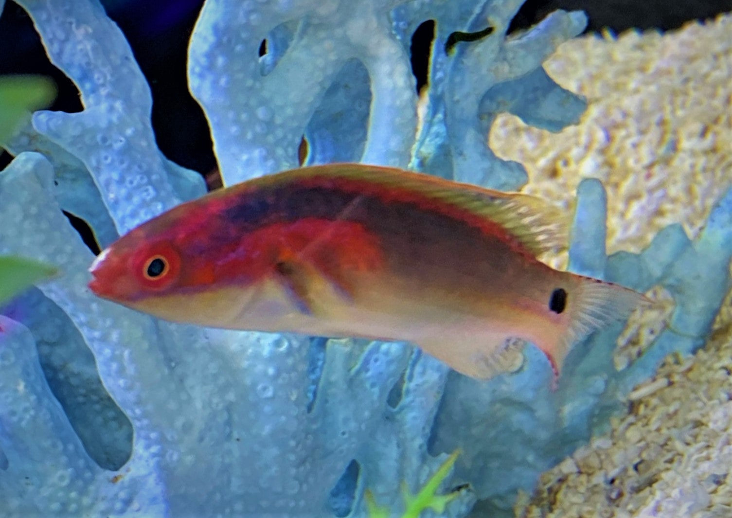 Exquisite Wrasse New Wave Aquaria